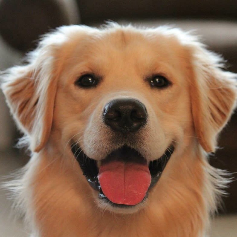 letsspeakdog's profile picture. Let's Speak Dog Training & Sports Studio