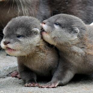 ls4sharkSoto's profile picture. 