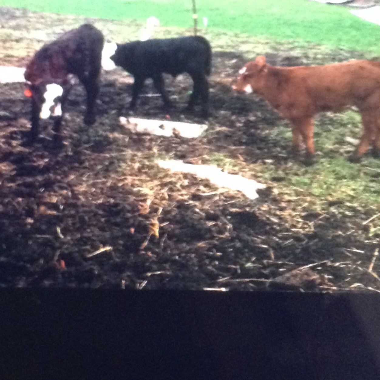 Cow/calf operation - producing quality feeder calves