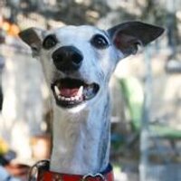 Rachel Kurstin (@rachelkurstin) 's Twitter Profile Photo Rachel Kurstin (@rachelkurstin) 's Twitter Profile Photo