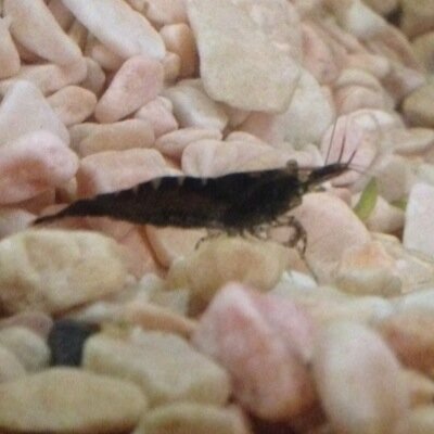 金欠アクアリウマー。室内水槽と外の桶でメダカと水草育ててます！メダカ(大分減って絶滅寸前)、ウィローモス、ミクロソリウムナロー？、ピグミーチェーンサジタリア？、グロッソスティグマ、名前不明な水草(笑)等。水草メインでレイアウトしていこうと思ってます。