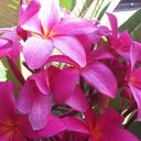 Patti Bates - @Pattihawaii - Twitter