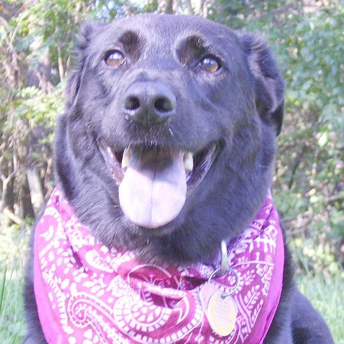 I created http://t.co/JfKxsKWW7z to help prevent any more dogs from suffering, and dying, in hot cars.  Let's work together to see this vision fulfilled!