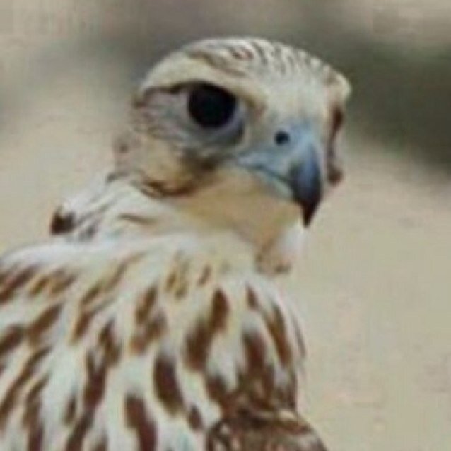 تذبحني الغيره و انا واثقه فيك واصبر ولا ودي تعرف وش حصل لي من كـثر خوفي زايد الشوق ياذيك صبرت مـاحد في عـذابي فطن لي
