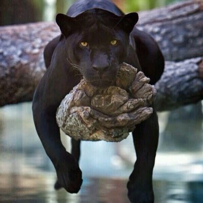 PacificSTD's profile picture. Property Developer - Investor