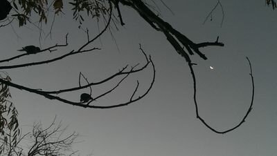 jojobanks's profile picture. 