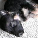 caitlin macdonald - @tehyarocks101 - Twitter