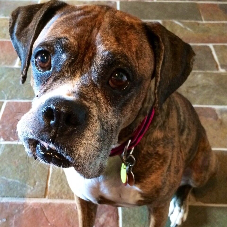 HELLO OK?! My name is BUNNS. I am a girl but i kick butts like a boy...I like TREATS, naps, my wissy @melissaponzio1...YES PLEASE!!