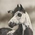 Dead Horses (@eapuente1) Twitter profile photo