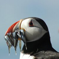 Susan Wagland (@susanwagland) 's Twitter Profile Photo