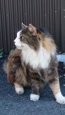 kumiko116's profile picture. 