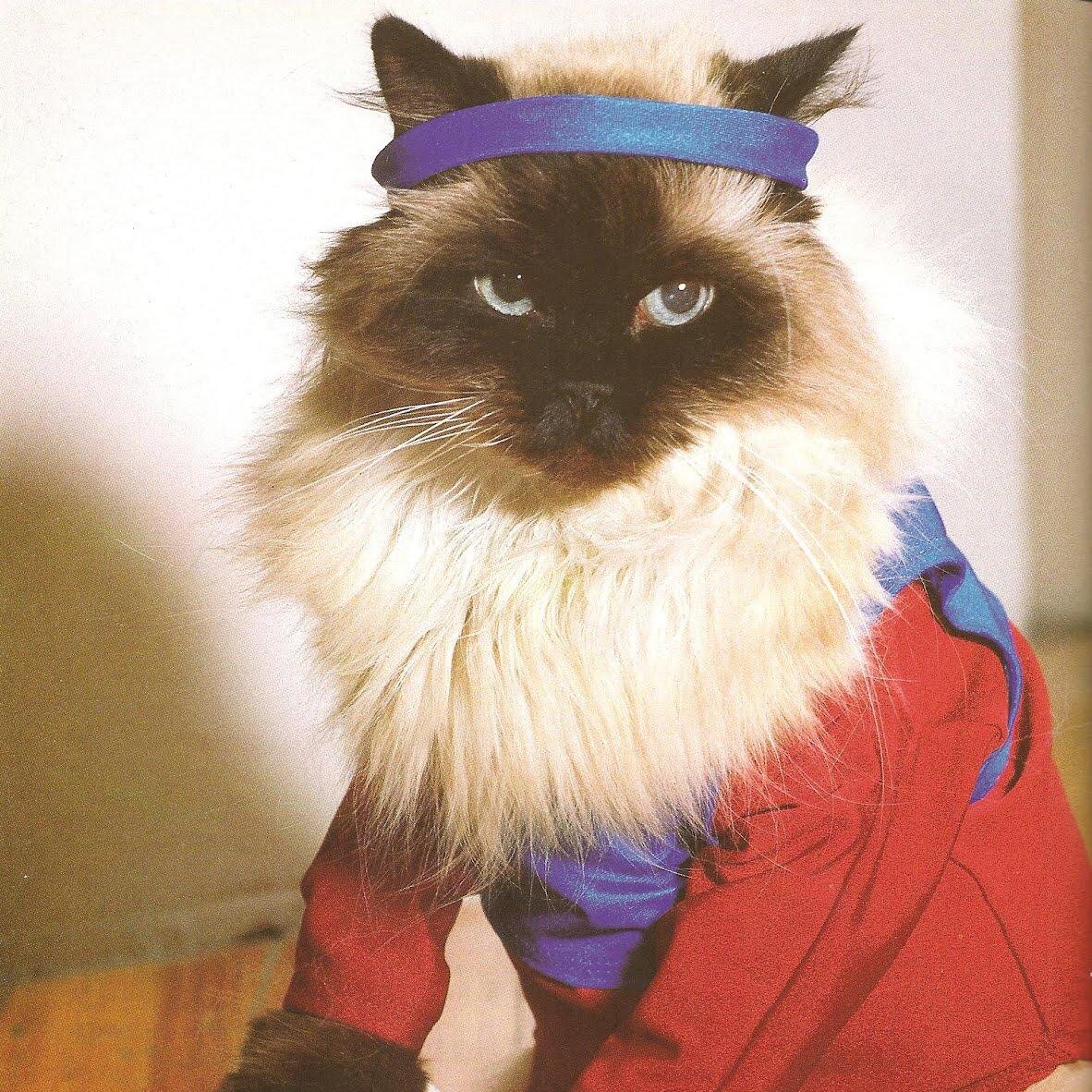 I like to sing - meow or never