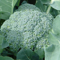 esgveg (@esgveg) 's Twitter Profile Photo esgveg (@esgveg) 's Twitter Profile Photo