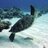 diveaholics's profile image