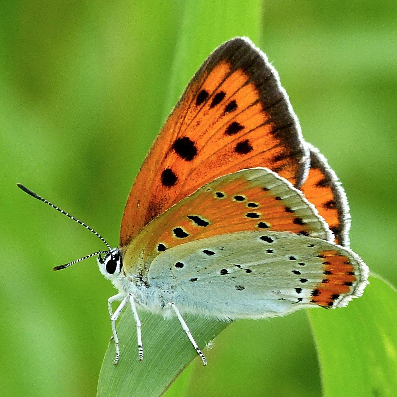 EmoKlunder's profile picture. Vogelaar, Groninger, Natuurliefhebber en Opa.