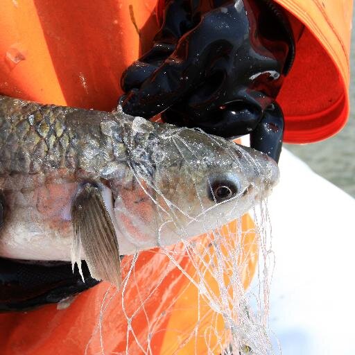 Wadvistochten's profile picture. Kom traditioneel vissen of ambachtelijk vis verwerken. Een uniek avontuur in een prachtig decor: Werelderfgoed Waddenzee. Avontuur, cultuur en historie in één.