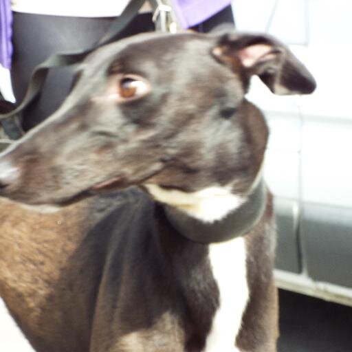 To run as fast as my Dad, Follow my career, pics and videos, I am the puppy auctioned by RPGTV and bought by @armchairowners. Lets win lots of races