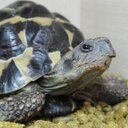 Henry Hermann - @HenryTheHermann - Twitter