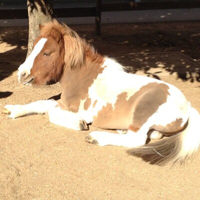 Konosu_History's profile picture. 歴史初心者です。 先祖の歴史調査中📚桓武平氏→鎌倉→(白井)長尾→深井⚔️ 足利、上杉、太田、北条、大河内、大河内松平、藤堂、岩付城、河越城、忍城、高崎城、白井城、五十子陣、鉢形城、小田原城、鴻巣七騎 etc… #中世太田領研究会 カフェと音楽と荒川と花と馬が好き。 仕事は土木。弓道弐段🏹 流鏑馬、弓馬術に興味あり