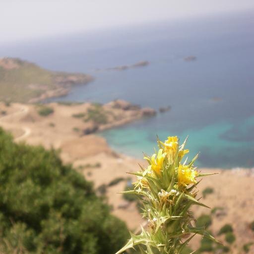 ALGERIEdzlive's profile picture. التغطية الشاملة حول كل ما يخص الجزائر   Toute l'Algérie sur Tweeter