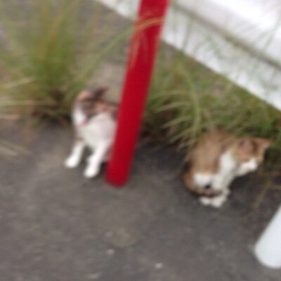 okamura@ラインスタンプ販売中さんのプロフィール画像