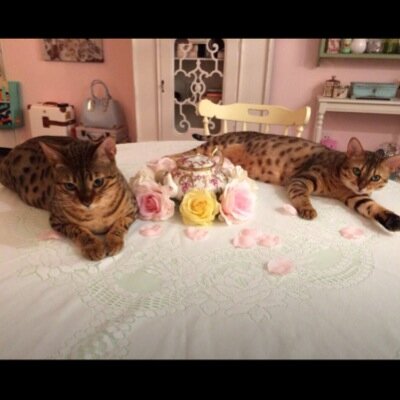 Hi Pip here! And Buki! You may know us as Kalel And Anthonys cats but if you follow us you will know us as Best Friends! http://t.co/ygKkmL818M