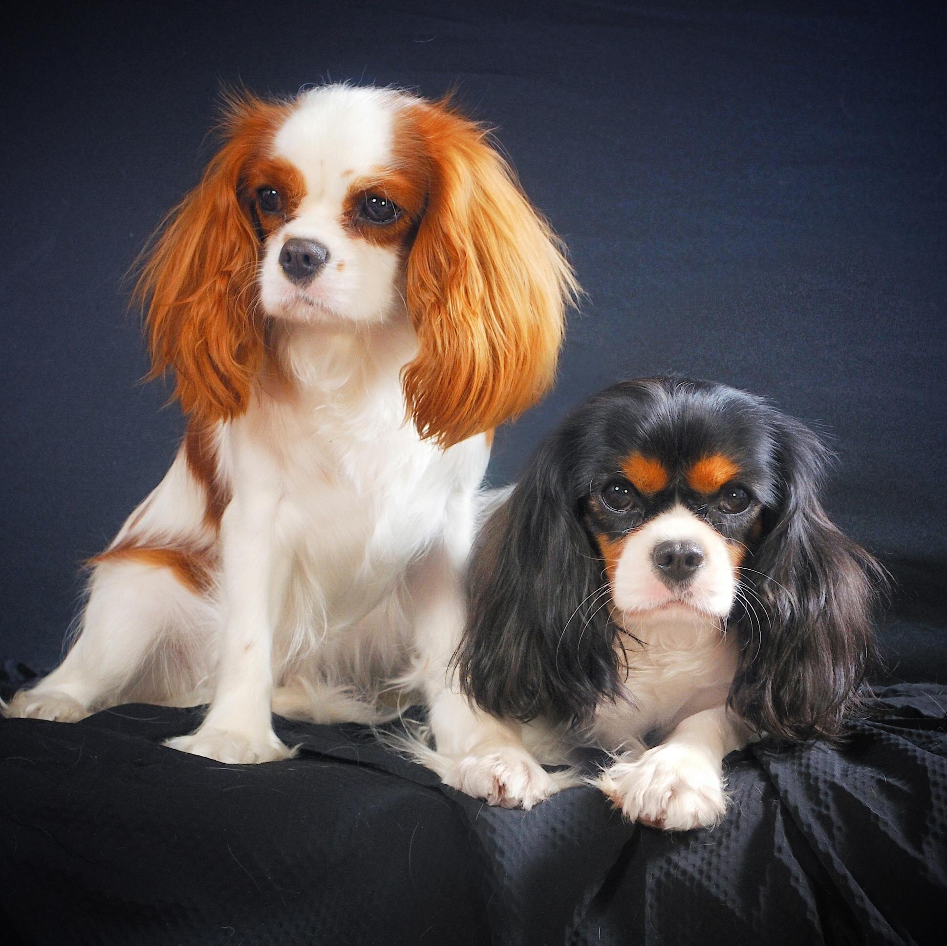 This is my sweet girls Sunny and Shanni!