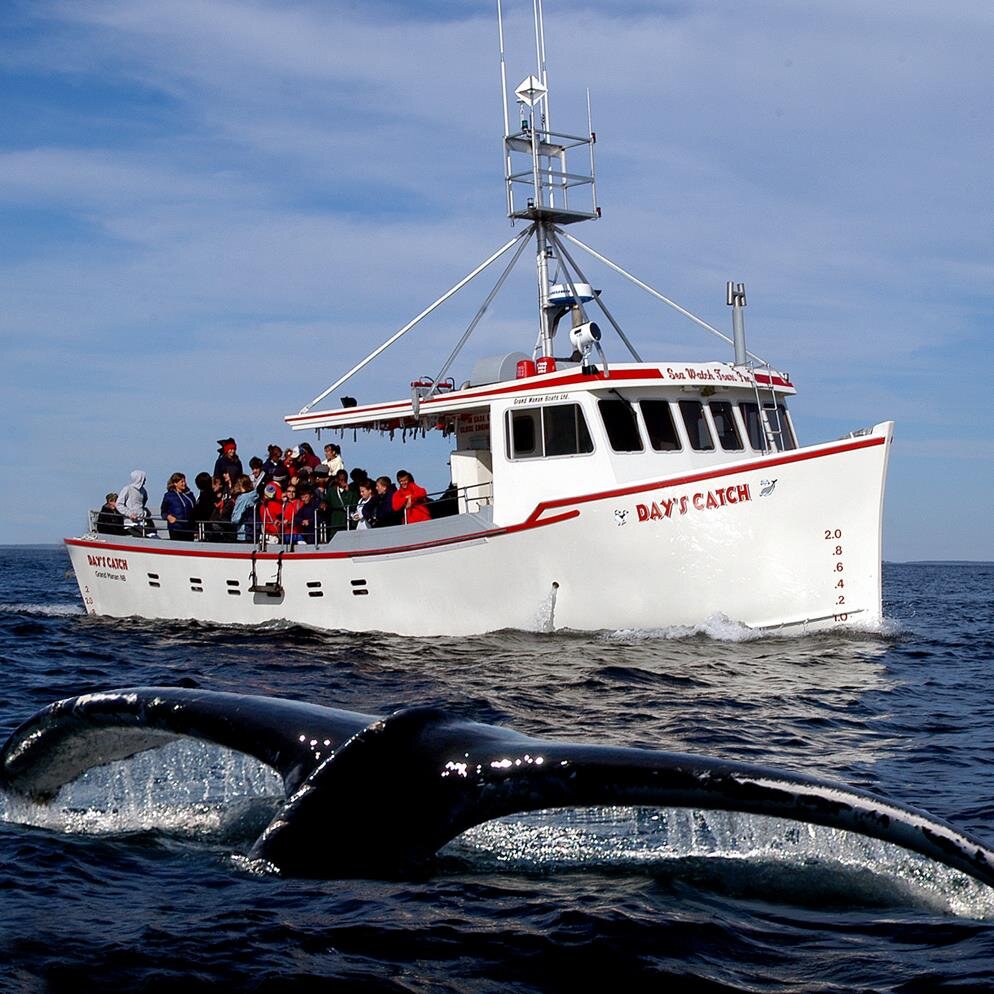 Seawatchtours's profile picture. 