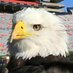 Sara Wallace (@wareaglesara) Twitter profile photo