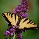 Barb McGee - @BarbBjmcgee - Twitter