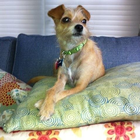 Pillow Piler for Puppy