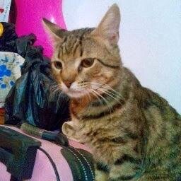 EslamLifegame's profile picture.