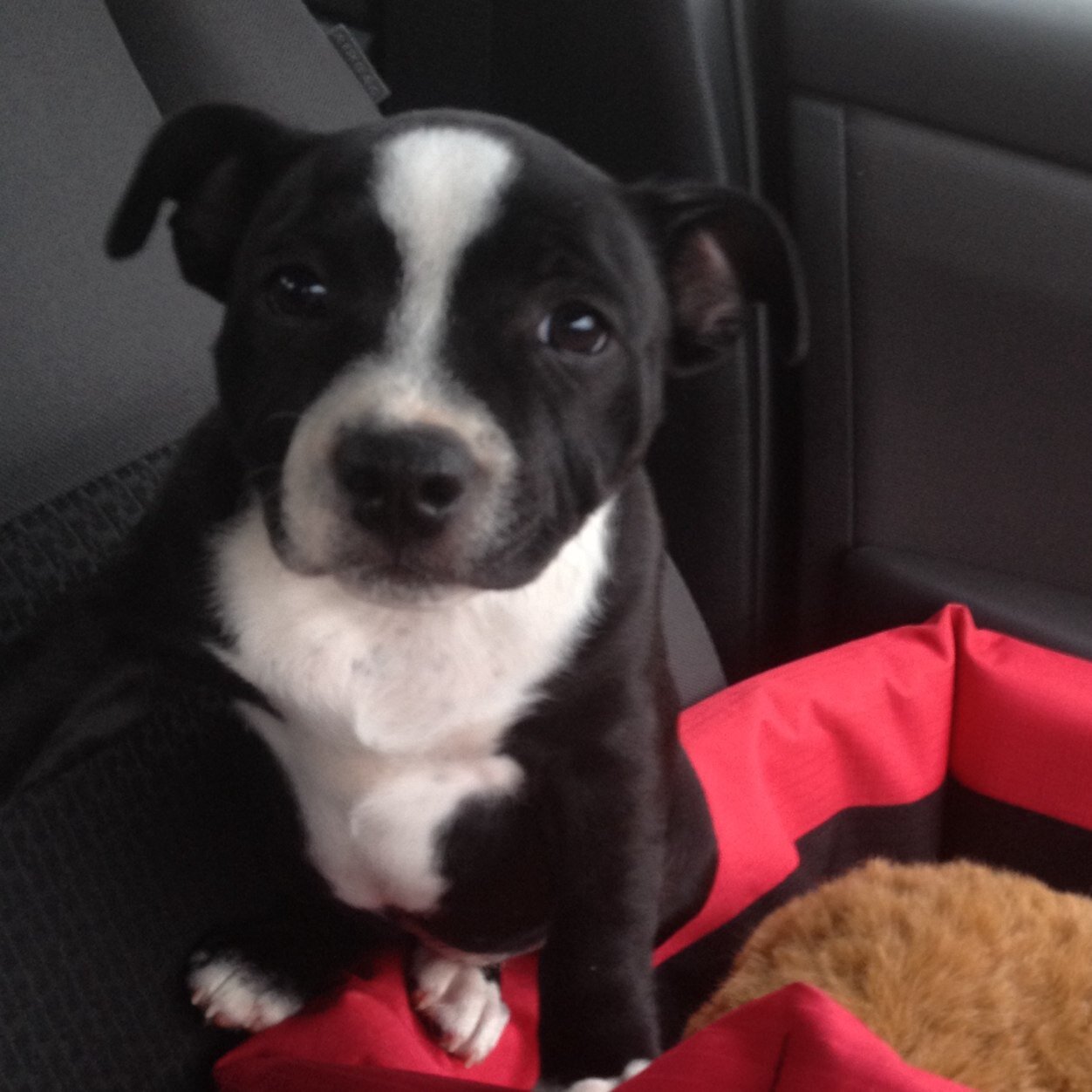 ClarkClarksm's profile picture. I like ducks