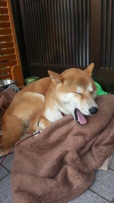 僕の名前の由来である愛犬まめきちは7月に天国へ...でも心の中で彼は永遠に生きつづけます！！World of Tanksやってます。PC自作、車、ウイスキー他趣味多し！！wot界隈無言フォローするときがあります。車、バイク、PC、ウイスキー（初心者）でからんでもらうと喜びますｗGE8型フィットRS買いました！！