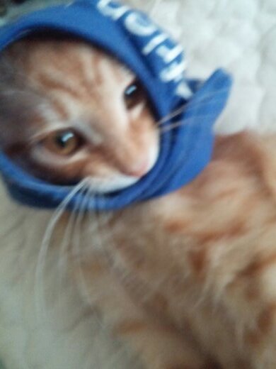 cong2_bot's profile picture. 콩 주인_콩콩콩 아기고양이 콩