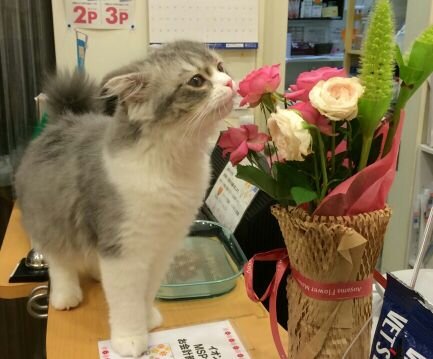 猫好き。お花も好き。狭いシェードガーデンをどうにかしようと工夫中。
ソラ様を愛してやまない。