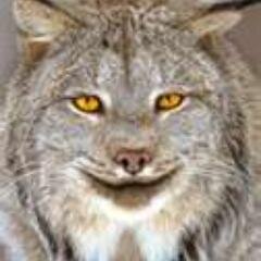 lynxlaughing Profile Picture