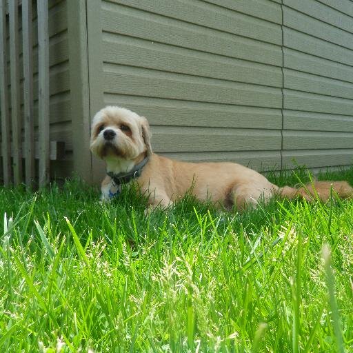 TheAmazingNerd's profile picture. Movie view, book lover, mildly competent cookie baker.  So pretty much your average girl that happens to have a twitter.