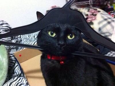 猫のようにゆるく生きたい