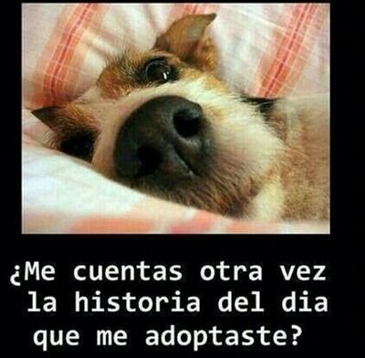 Protegiendo a nuestras mascotas, los mas indefensos.