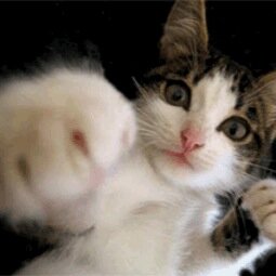 BrendenFiona's profile picture. i like football.i play for edinburgh south and i support hibernians.