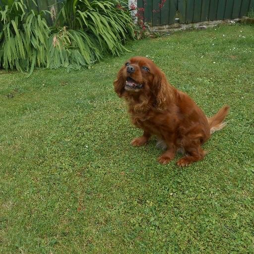 Hi my name is Daphne. I am 12 years old King Charles Spaniel and I know I don't look that old. I like most things but not birds in the garden it's a Pet hate