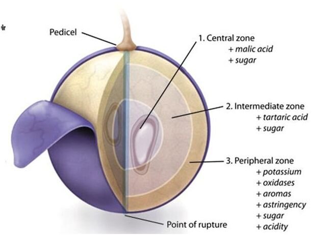 grapevarieties's profile picture. @GrapeTypes