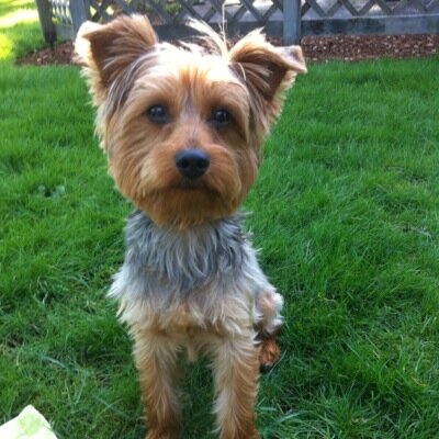 HenryYorkie's profile picture. Henry is my name, shredding rolls of toilet paper and underwear is my game. Im adorable, and kind of a big deal.