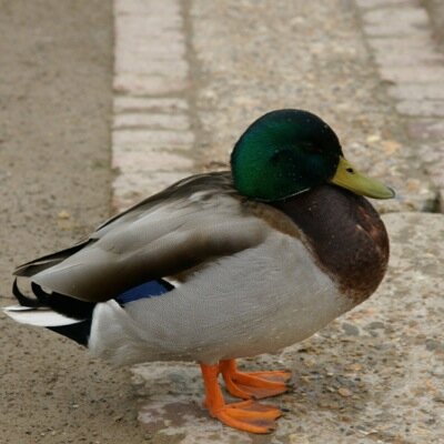 Im a nerd who loves birds