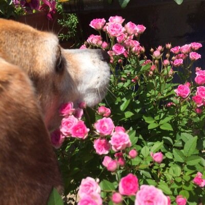16歳beagle、名前はムーアです。毎日一生懸命に楽しんで生きている姿に勇気をもらってます！人にあまりなつかないマイペースなワンちゃんです^_^ Japan shikoku