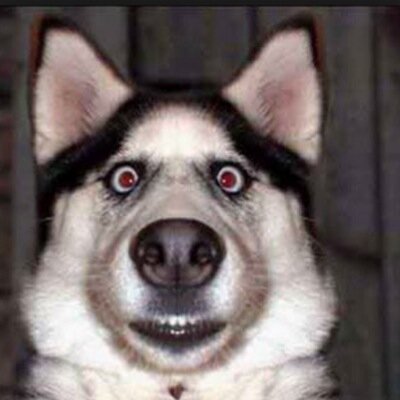 BogertDog's profile picture. I fucking love my stuffed turtle!!!!