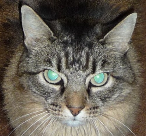 TigerjagAgain Profile Picture