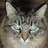 TigerjagAgain's profile image