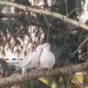 Chiara Laura - @Chiara__Laura - Twitter